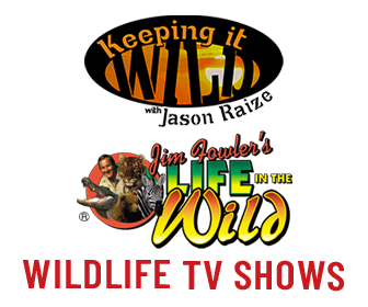 Wild TV_336x280